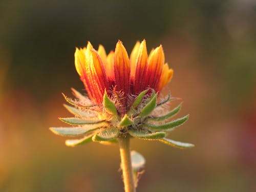 A single flower with yellow and orange petals