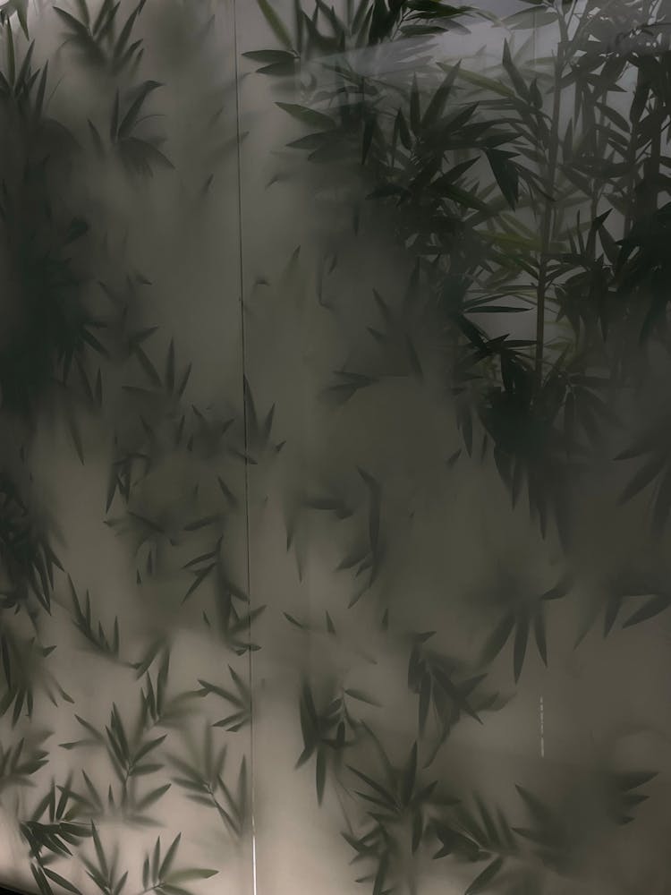 Bamboo Leaves Pressed Against Fogged Up Glass Wall