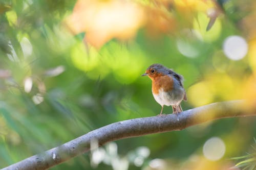 avrupa robin, bokeh, dal içeren Ücretsiz stok fotoğraf