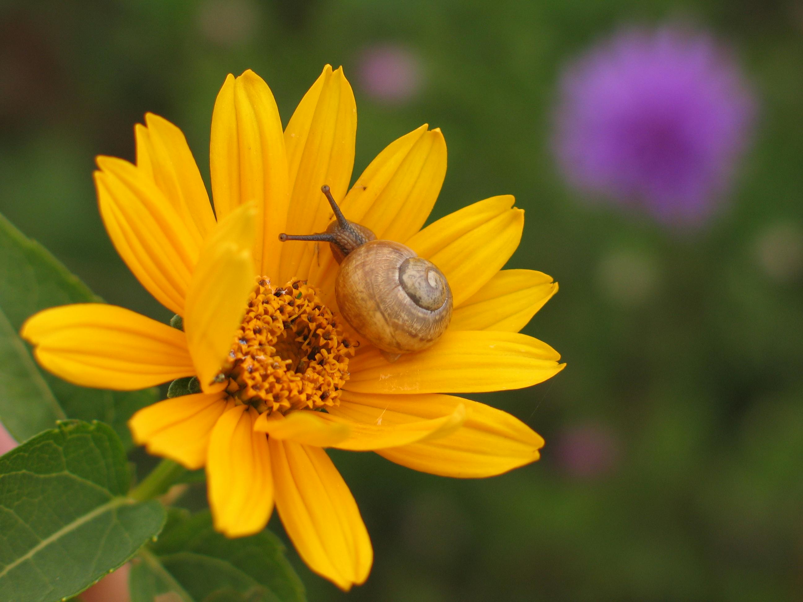 A snail on a yellow flower with a green stem