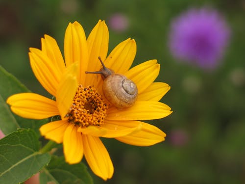 A snail on a yellow flower with a green stem
