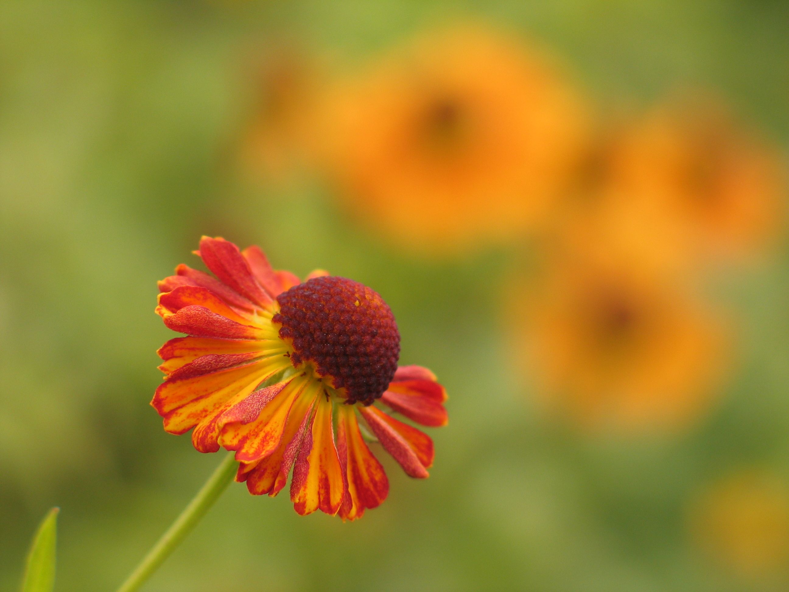 A single flower in the middle of a field · Free Stock Photo