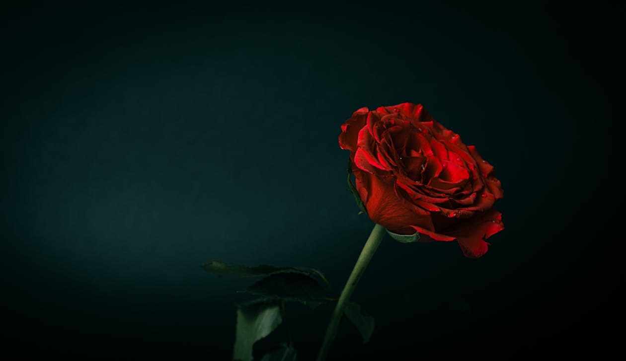 Single Red Rose · Free Stock Photo