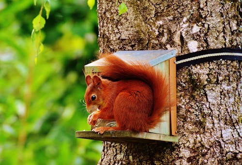 Brown Squirrel on Gray Wooden House on Tree