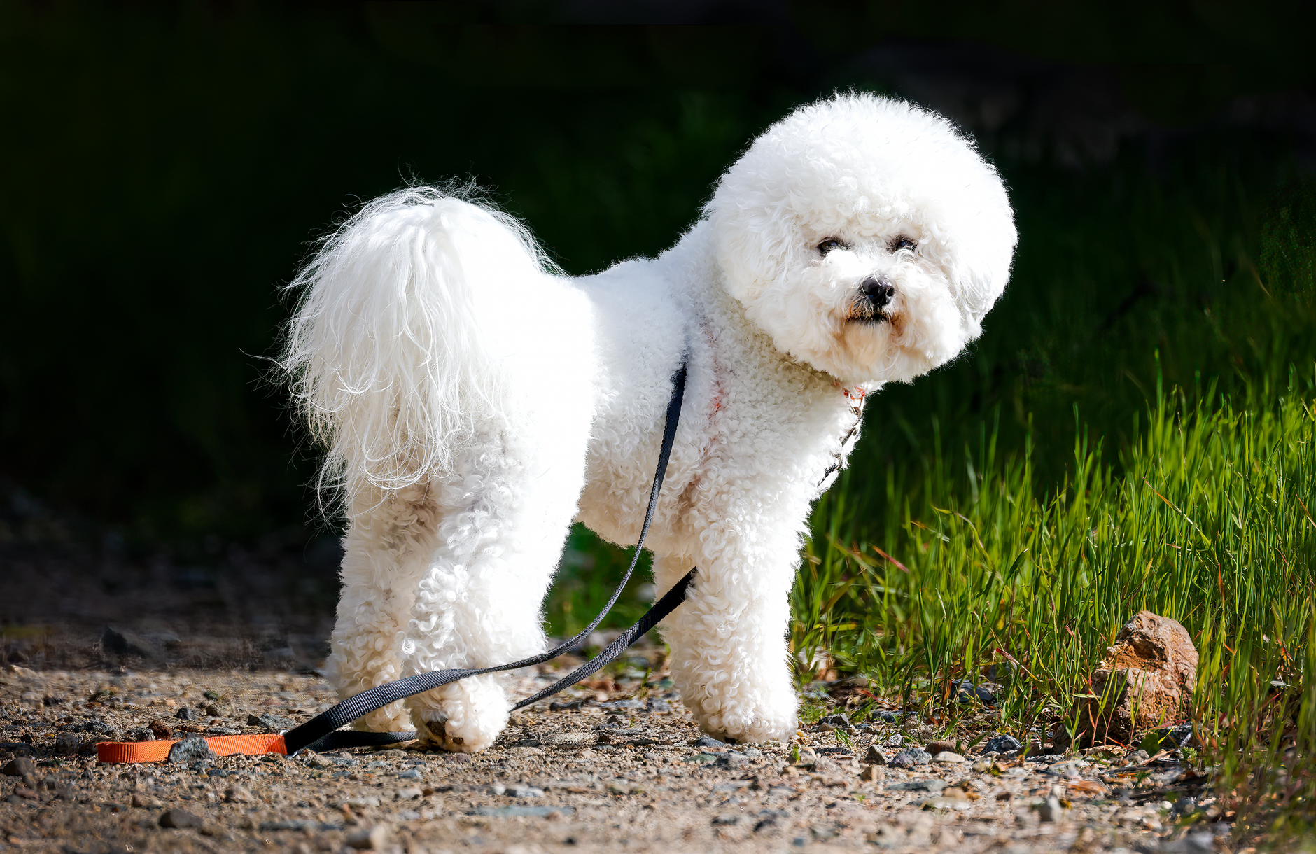 3. The Bichon Frise: The Cheerful Powder Puff
