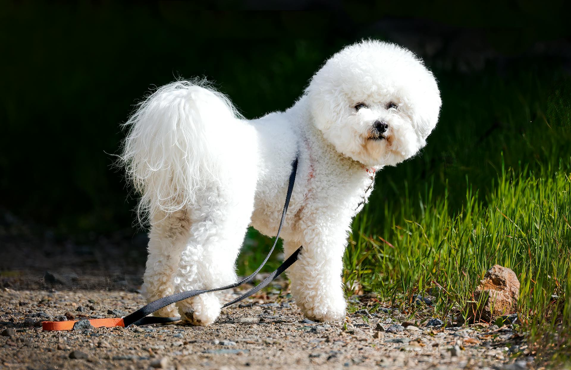 Bichon frise med fluff