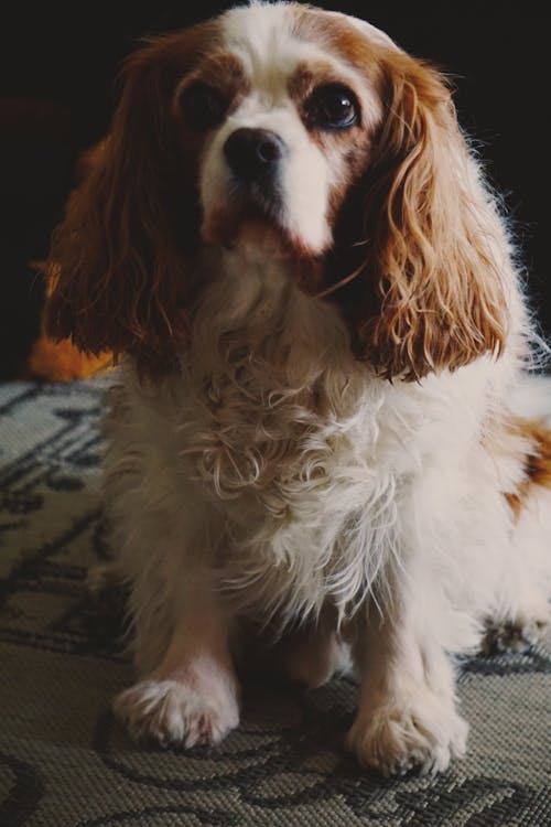 Cavalier King Charles Spaniel, köpek, köpek fotoğrafçılık içeren Ücretsiz stok fotoğraf