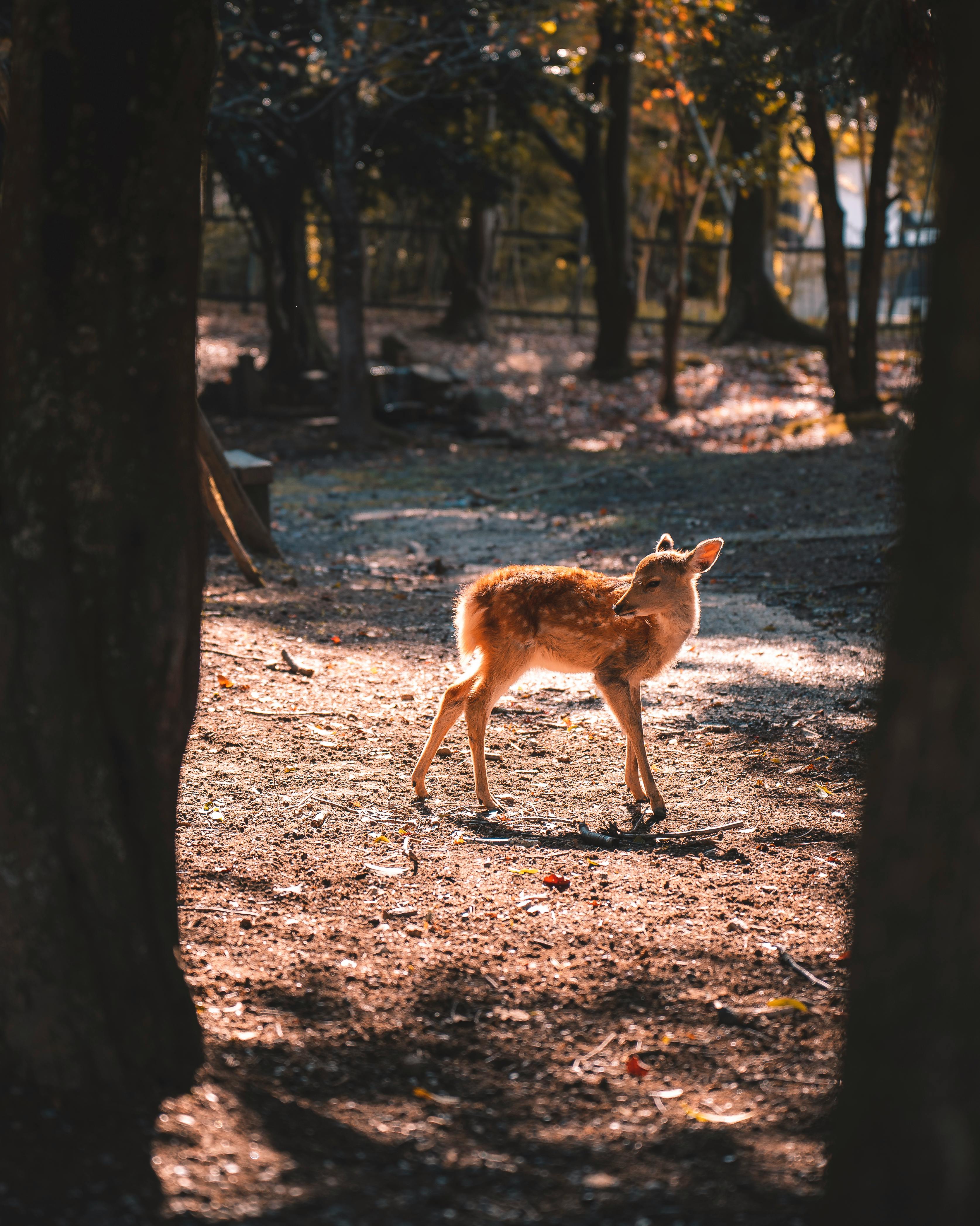 A young fawn gracefully stands in a sunlit forest clearing, surrounded by trees.