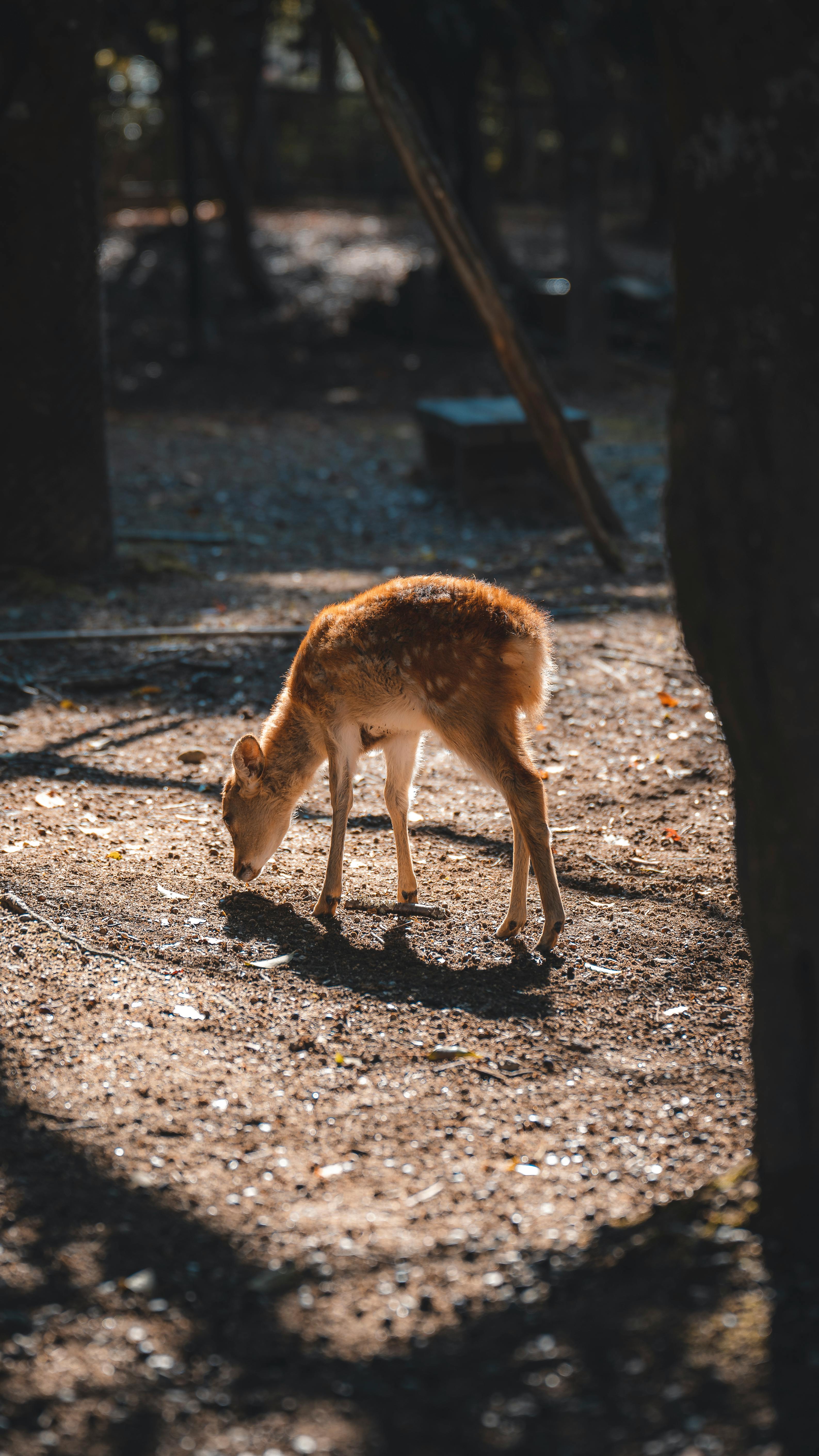 Brown Deer · Free Stock Photo