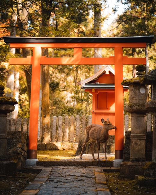 A serene deer stands under a traditional torii gate in Nara Park, Japan, showcasing wildlife and cultural architecture.