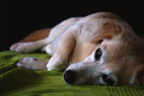 Photos gratuites de chien, chien de compagnie, chien domestique