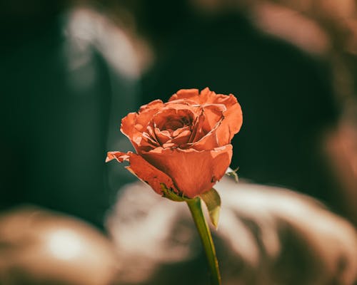 Immagine gratuita di bel fiore, rosa, Rosa rossa