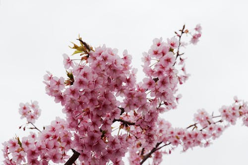 Kostnadsfri bild av blommor, blomstrande, botanik