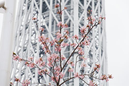 A Cherry Blossom on the Background of a Steel Construction 