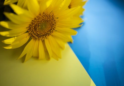 Free stock photo of flag, flower, sunflower Stock Photo