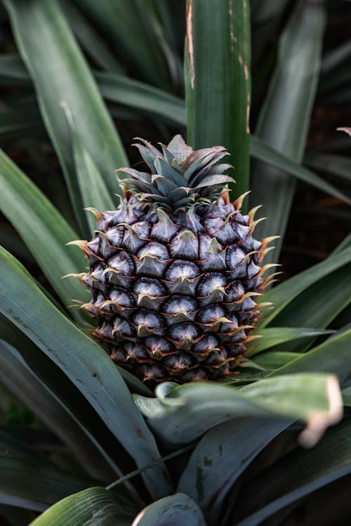 Ilmainen kuvapankkikuva tunnisteilla ananas, botaniikka, hedelmä