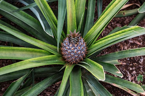 Growing Pineapple Shrub