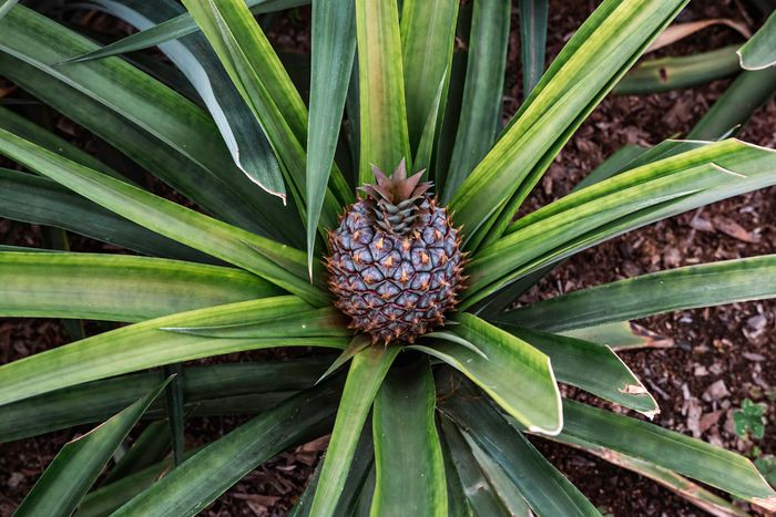 Ananas en croissance