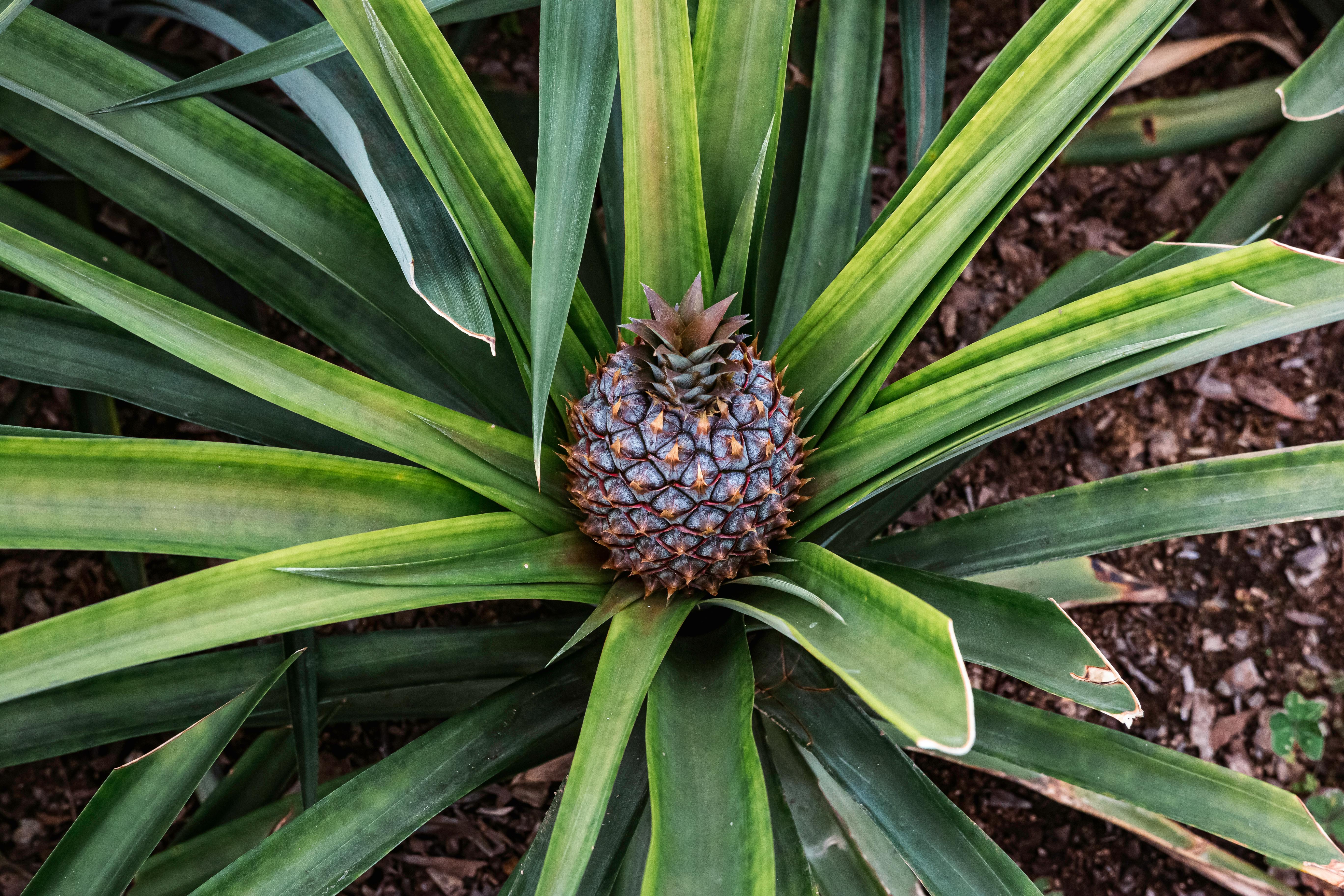 Growing Pineapple Shrub · Free Stock Photo