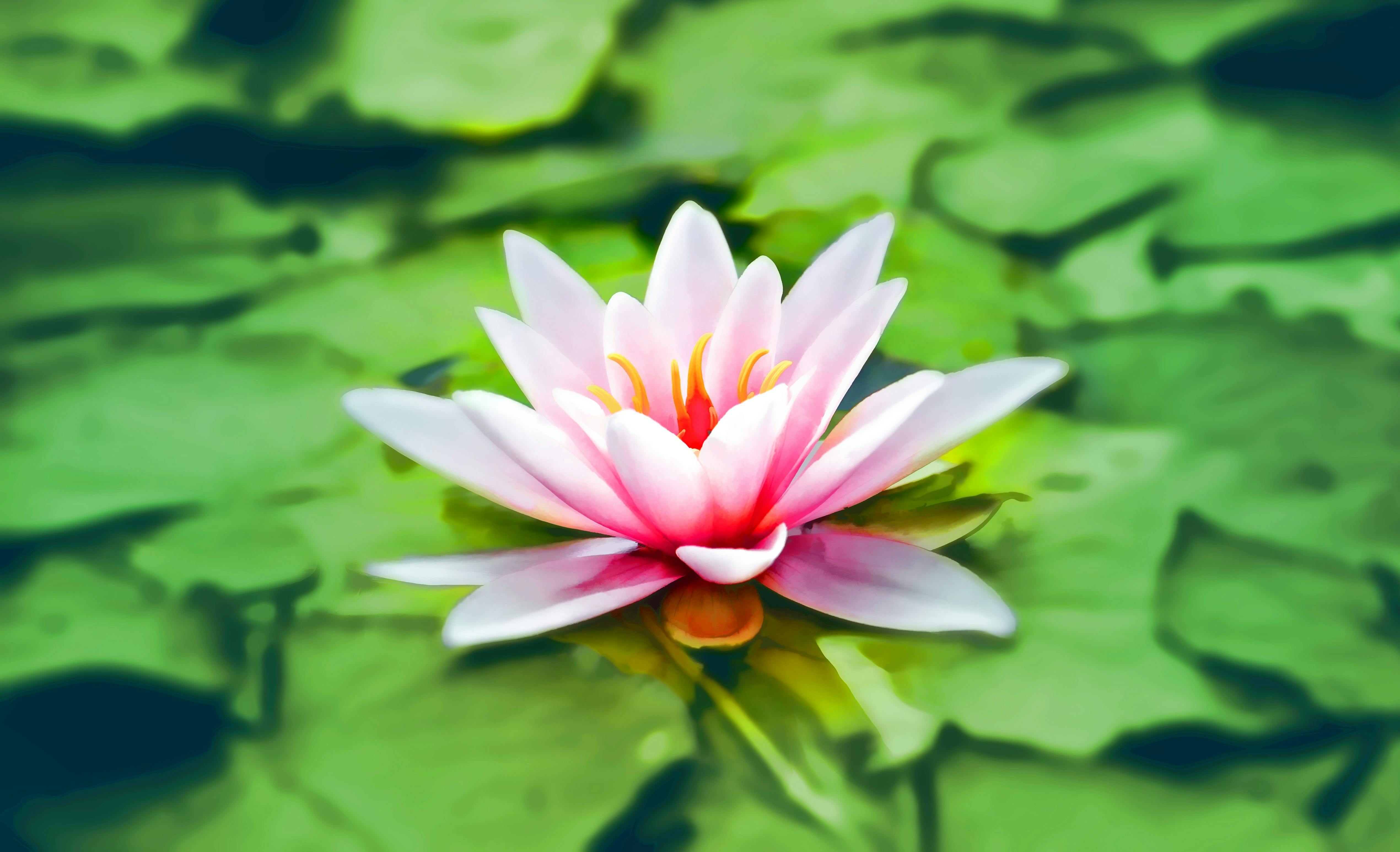 Yellow Water Lily Flowers Green Leaves During Daytime 4K HD Flowers  Wallpapers  HD Wallpapers  ID 89386