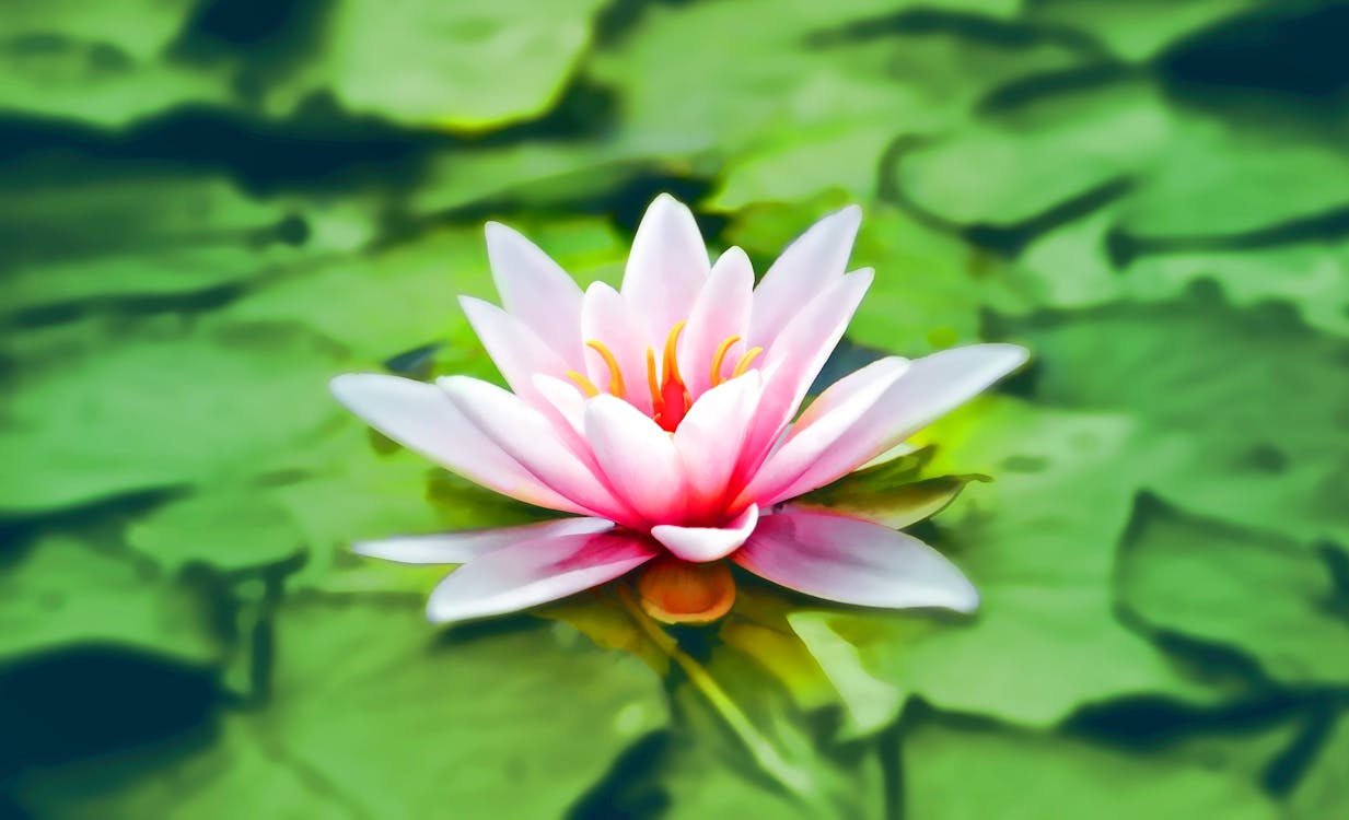 Gratis Fotografi Close Up Pink Lotus Foto Stok