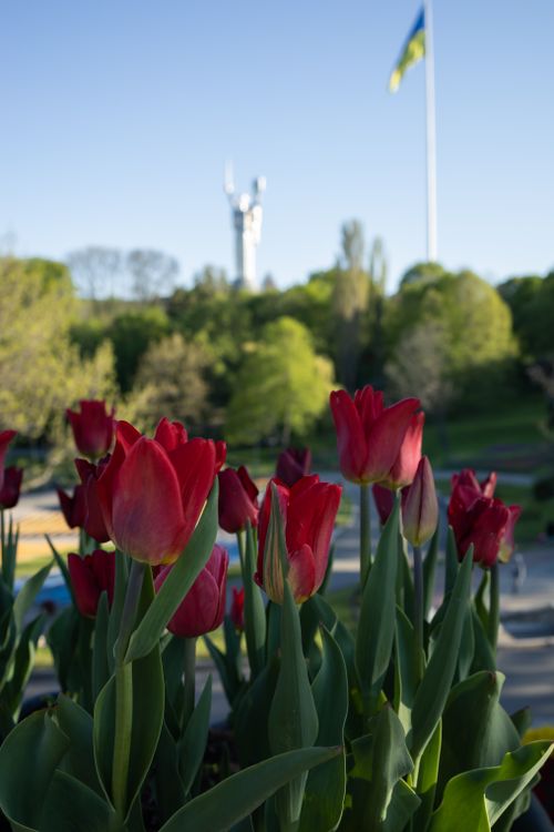 Free Red tulips bloom in a park with a flag and tower in the background on a sunny day. Stock Photo