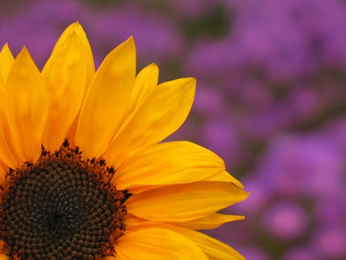 Close-up of a Sunflower on the Background of Purple Flowers 