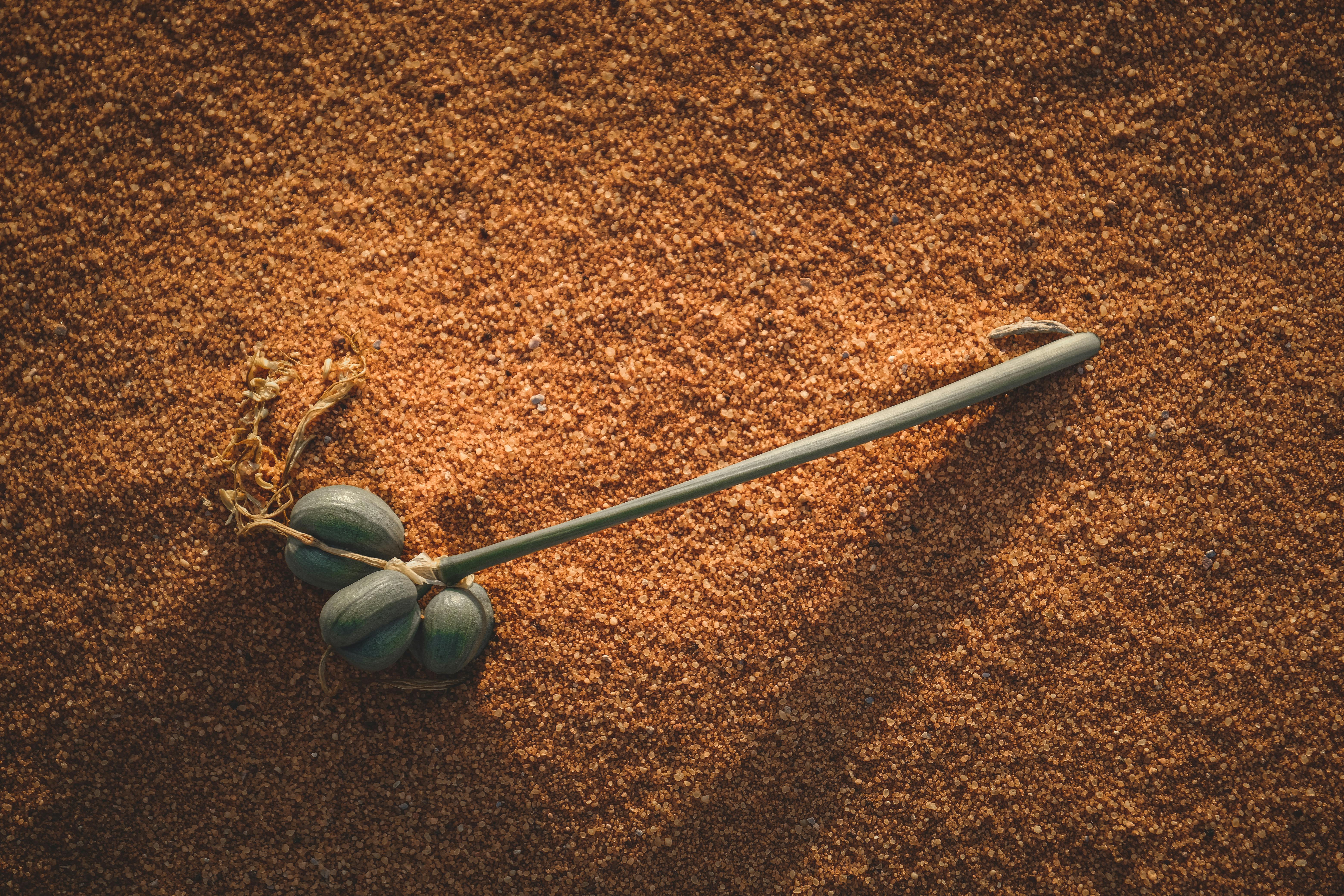 Zadarmo Fotobanka s bezplatnými fotkami na tému adaptívne, arídny, botanika Fotka z fotobanky