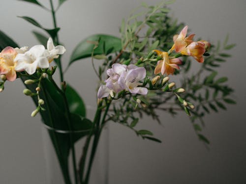 Foto profissional grátis de arranjo de flores, beleza, copo