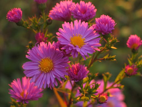 A close up of purple flowers with yellow centers
