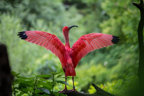 Flamingo Rozpościerające Skrzydła