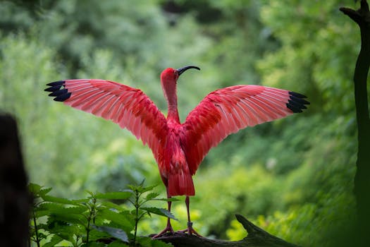 Flamingo Spreading Its Wings