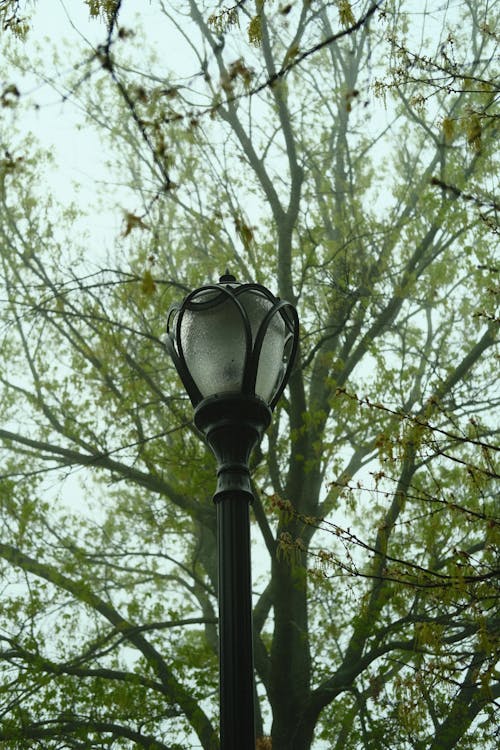 Základová fotografie zdarma na téma detail, pouliční světlo, selektivní ohnisko