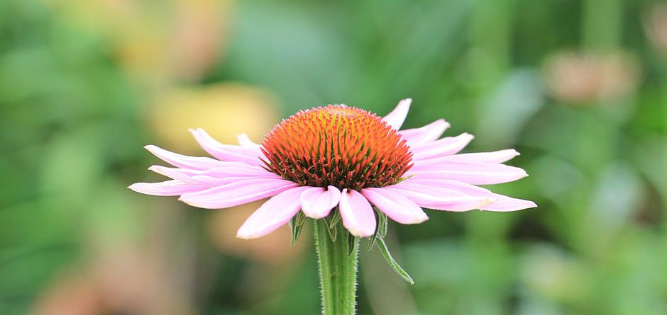 native pollinator garden at commercial property - commercial landscape service near me