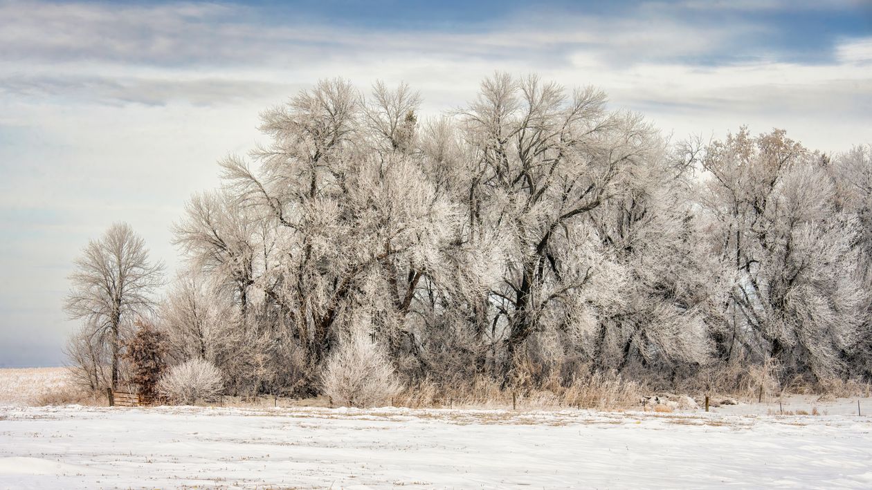 Winter Landscape with Frosted Trees · Free Stock Photo