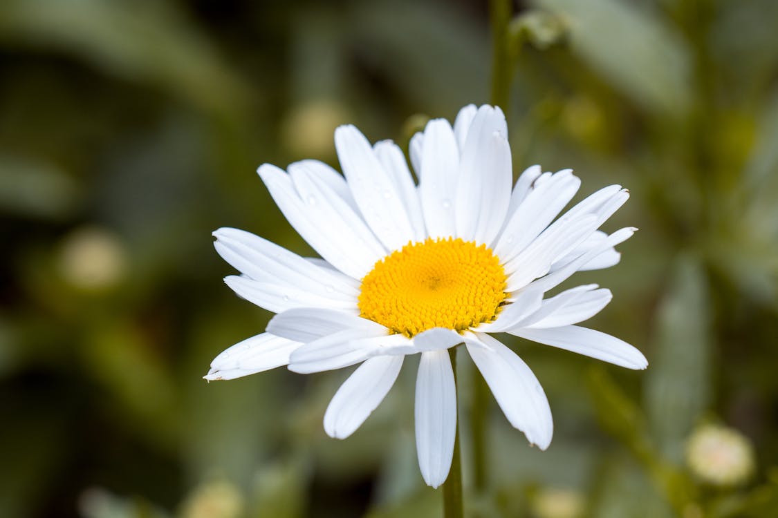 Free White and Yellow Flower in Macro Shot Photography Stock Photo