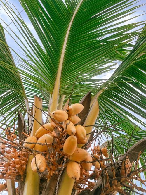 Low Angle Shot of Yellow Coconuts on a Palm 