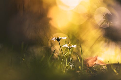 Foto profissional grátis de chão, fechar-se, flores