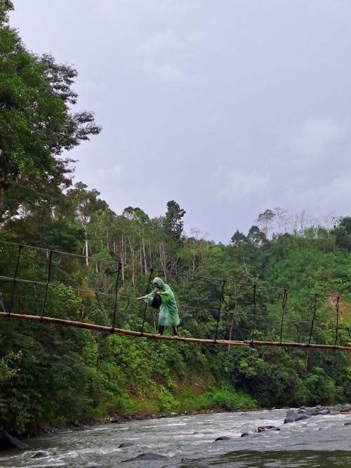 Fotos de stock gratuitas de impermeable verde, jungla, persona