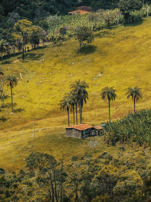 Free Aerial view of a tropical landscape with a rustic hut surrounded by lush greenery and palm trees. Stock Photo