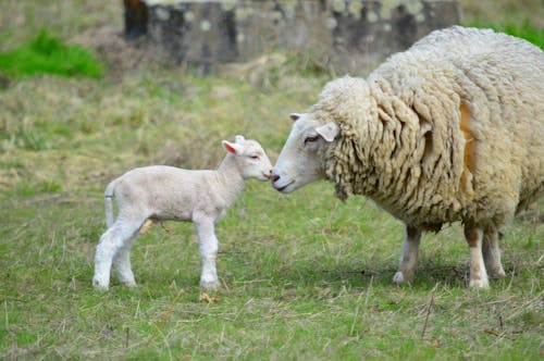 Sheep and Baby Sheep on Pasture