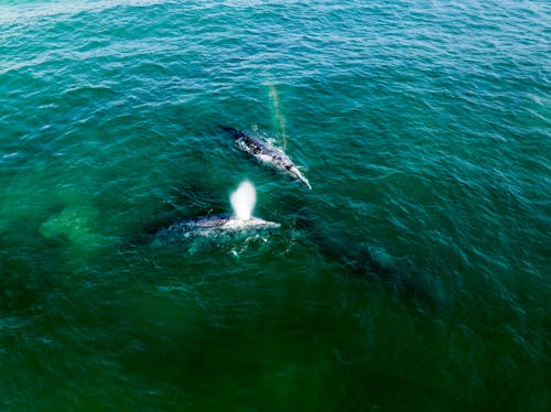 Two humpback whales swimming in the ocean