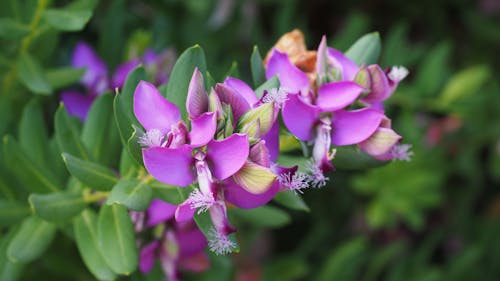 無料 紫の花のクローズアップ写真 写真素材