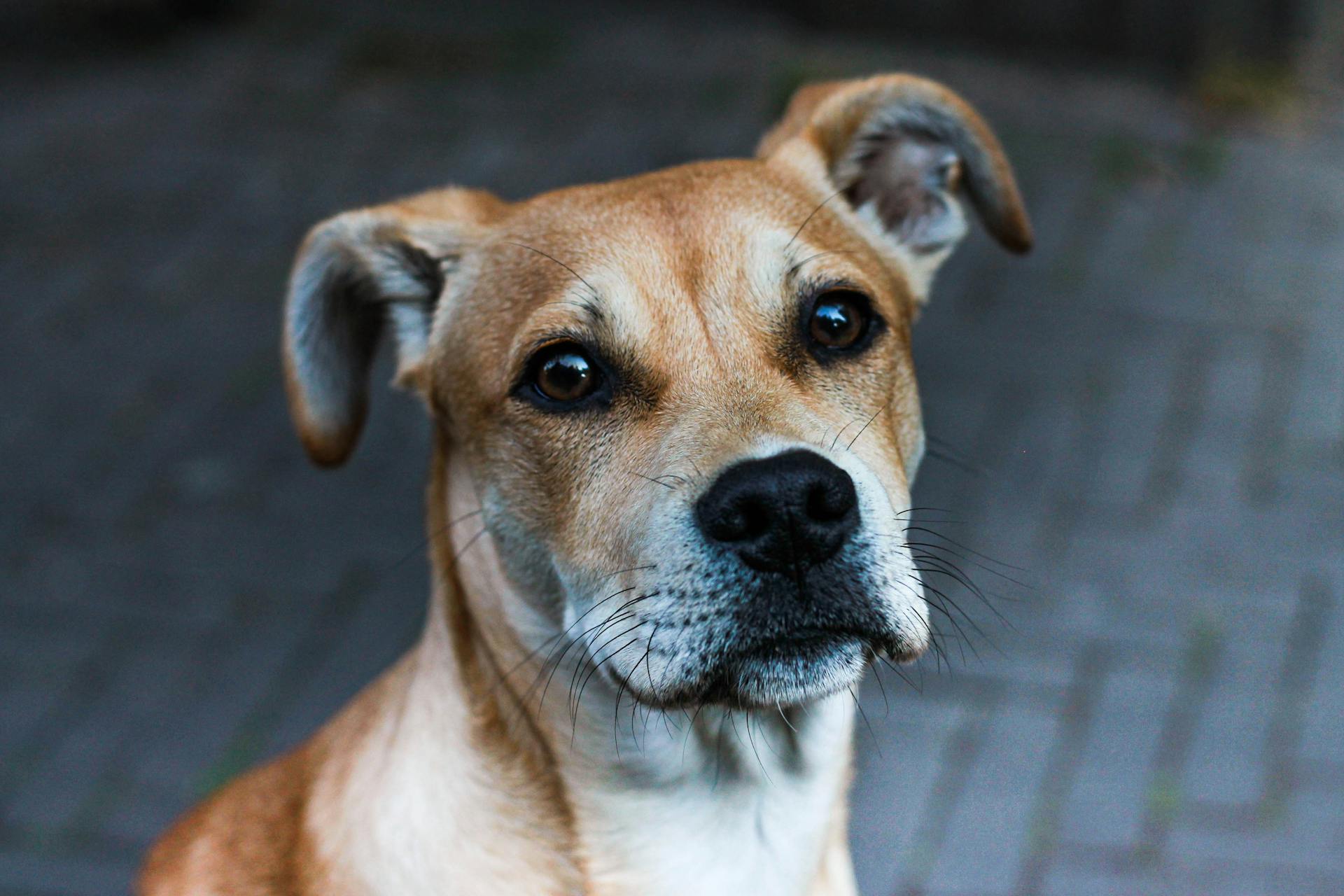 American Staffordshire Terrier på nära håll