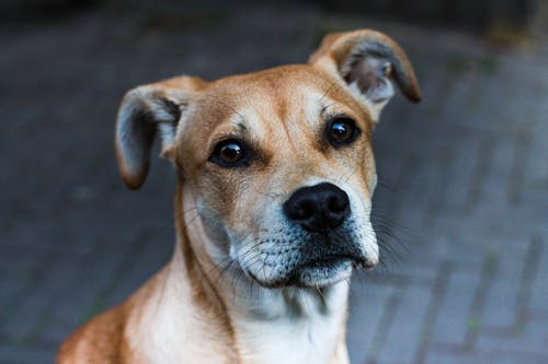 Gratis Foto stok gratis amerika staffordshire terrier, anjing, fotografi binatang Foto Stok