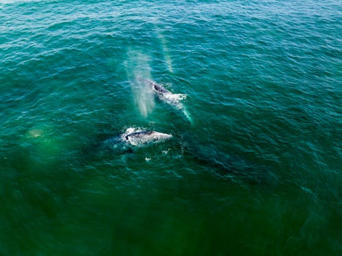 Two humpback whales swimming in the ocean