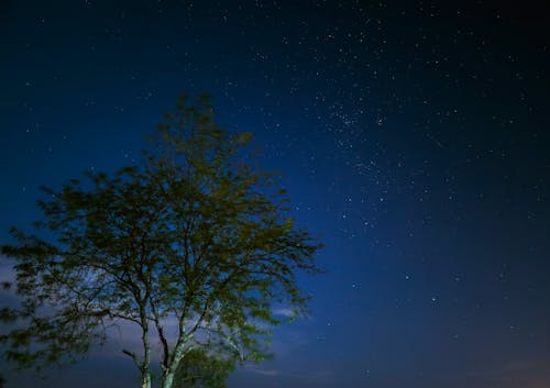 Ücretsiz ağaç, esrar, gece gökyüzü içeren Ücretsiz stok fotoğraf Stok Fotoğraflar