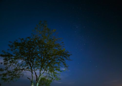 Free A serene long exposure shot of a tree silhouetted against a starry night sky. Stock Photo