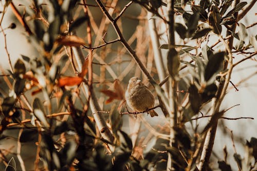 Bird Perching on a Tree Branch 