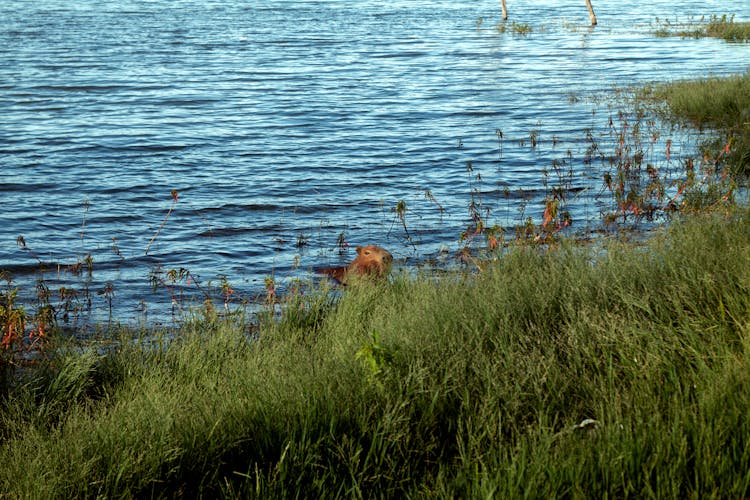 Capybara In Water